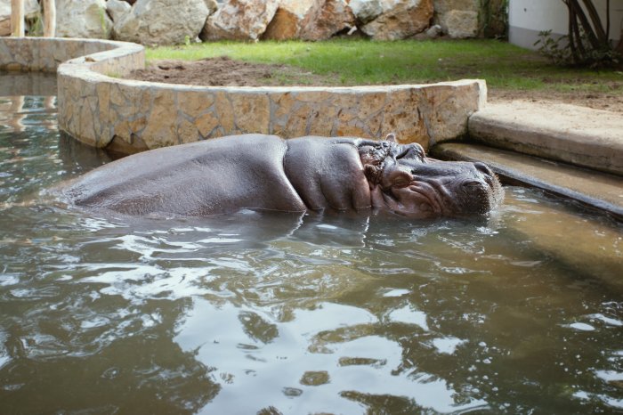 Fluidra KEREX - Mi is a vízilovakkal vagyunk!